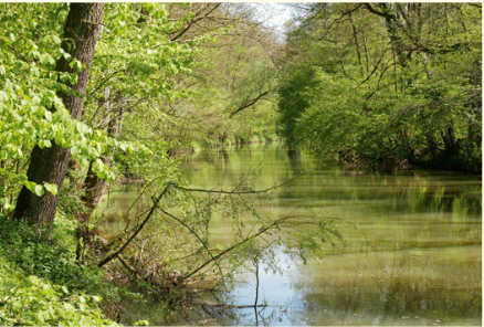 Unteres Remstal –&nbsp;Nilgänse