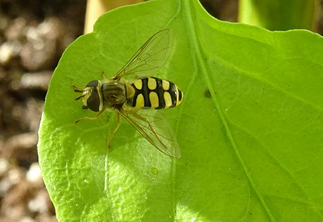 Aus dem Leben unserer&nbsp;Schwebfliegen