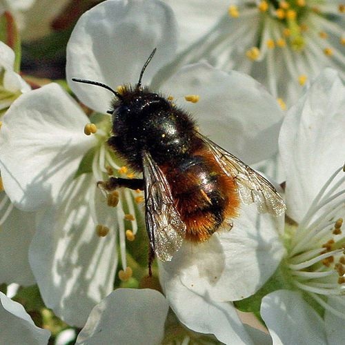 Einblick in das Bienenleben – Gehörnte Mauerbiene&nbsp;(1)