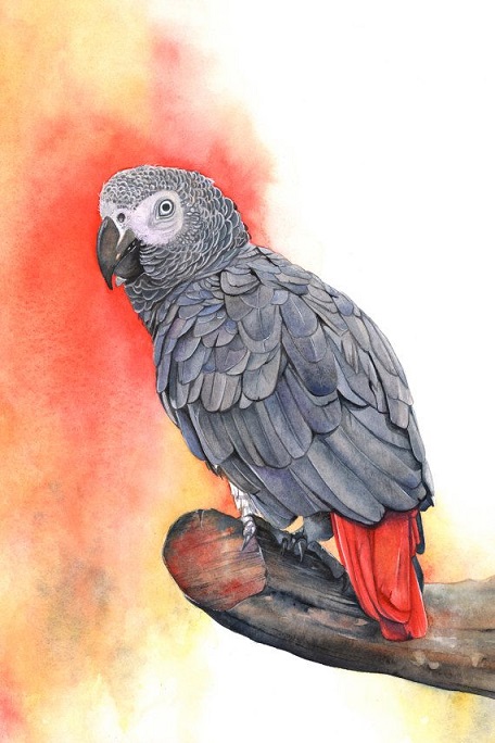 Beppo und Flupsi – Ein entflohener Papagei&nbsp;(6)