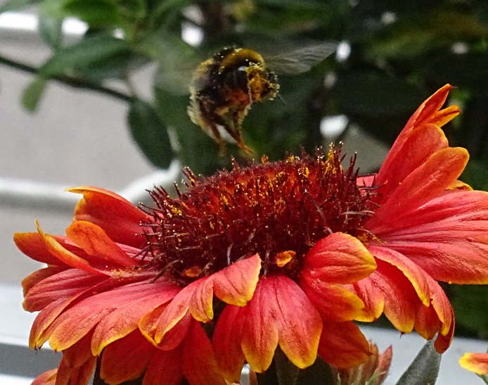 Hungriger Hummelbesuch auf Balkon – Ende&nbsp;Juli