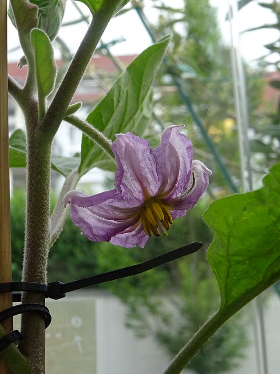 Nachtschattengewächse Balkon – Die Frucht reift heran&nbsp;(2)