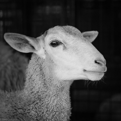 Die größte Angst von uns …