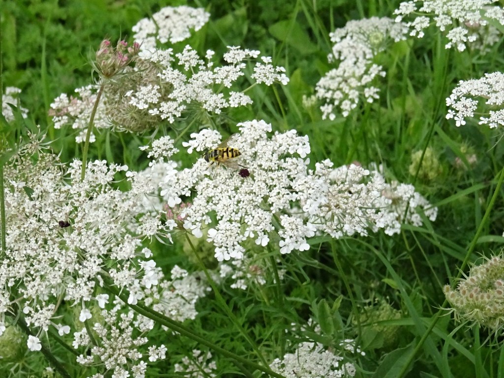 Die wilde Möhre – Bedeutung für die&nbsp;Insekten