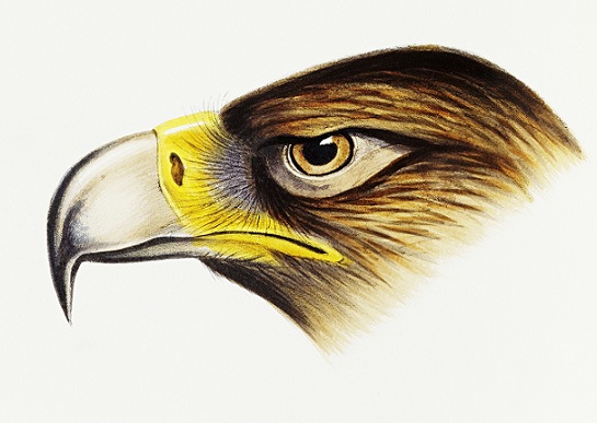 White Eagle zur aktuellen Situation&nbsp;weltweit