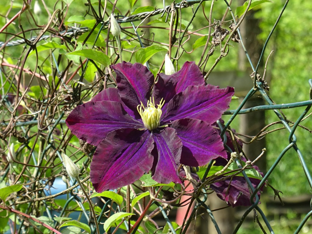Blütenvielfalt Waiblingen