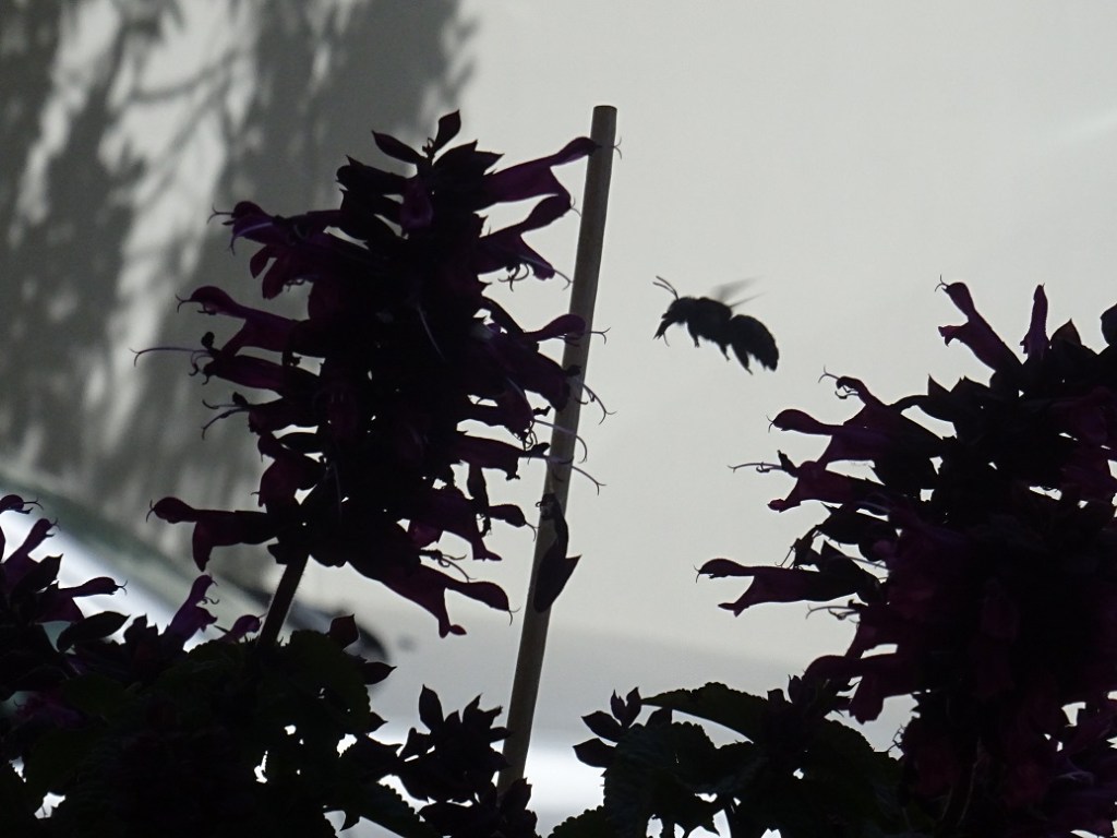 Blau schwarze Holzbiene (Xylocopa&nbsp;violacea)