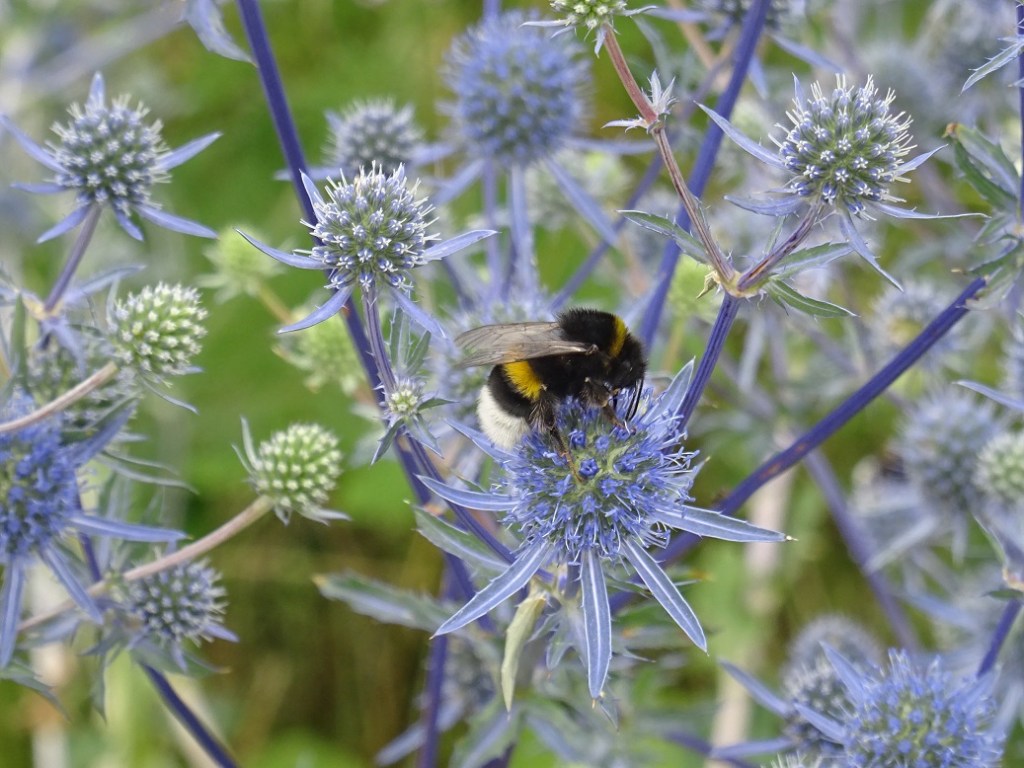 Pollenliebhaber und zwei&nbsp;Wasserläufer