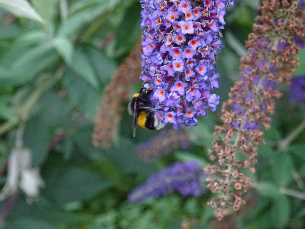 Bienen-Hummeln-Vesper-Zeit