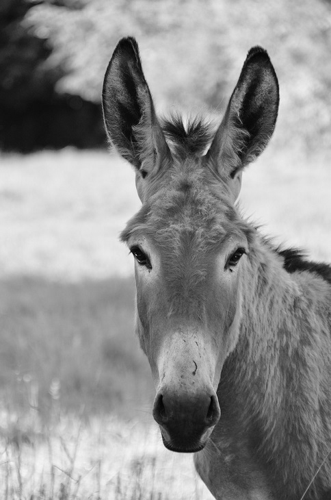 Parabel: Was passieren kann, wenn man stets auf die Sicht anderer hört.