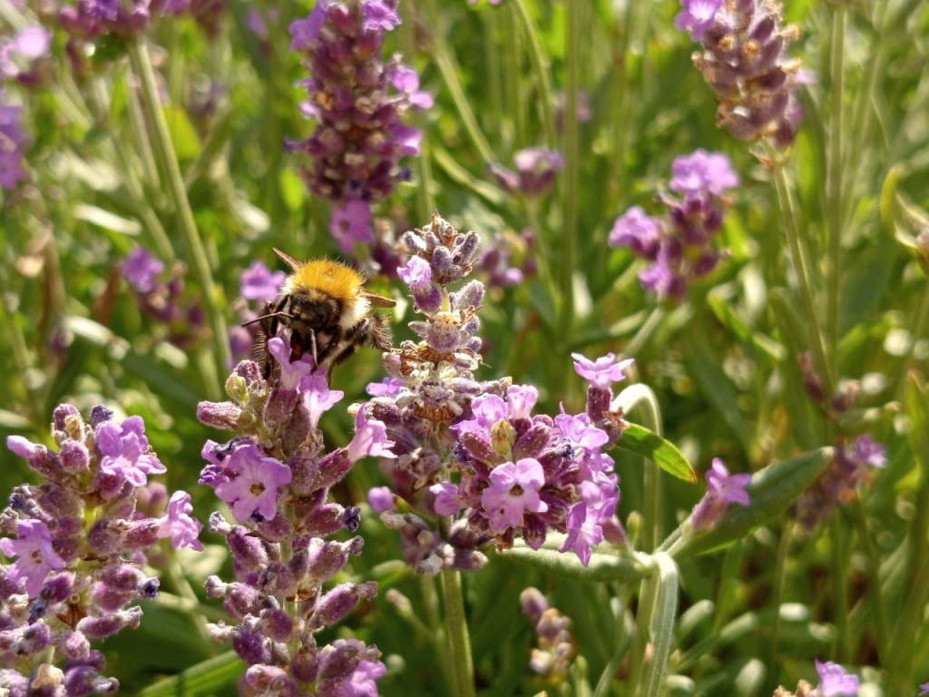 Hummeln im Lavendelmeer