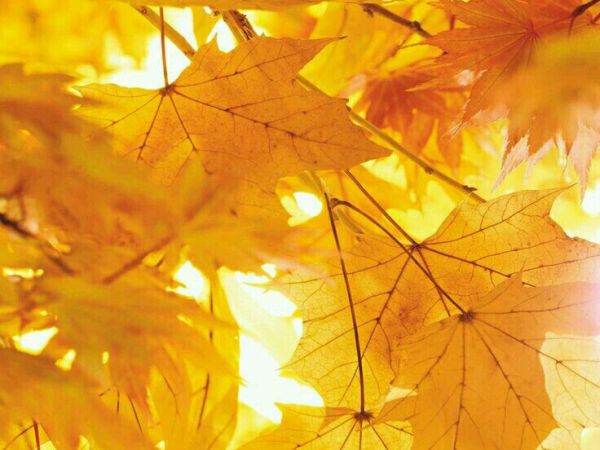 Herbstblätter im Farbenrausch