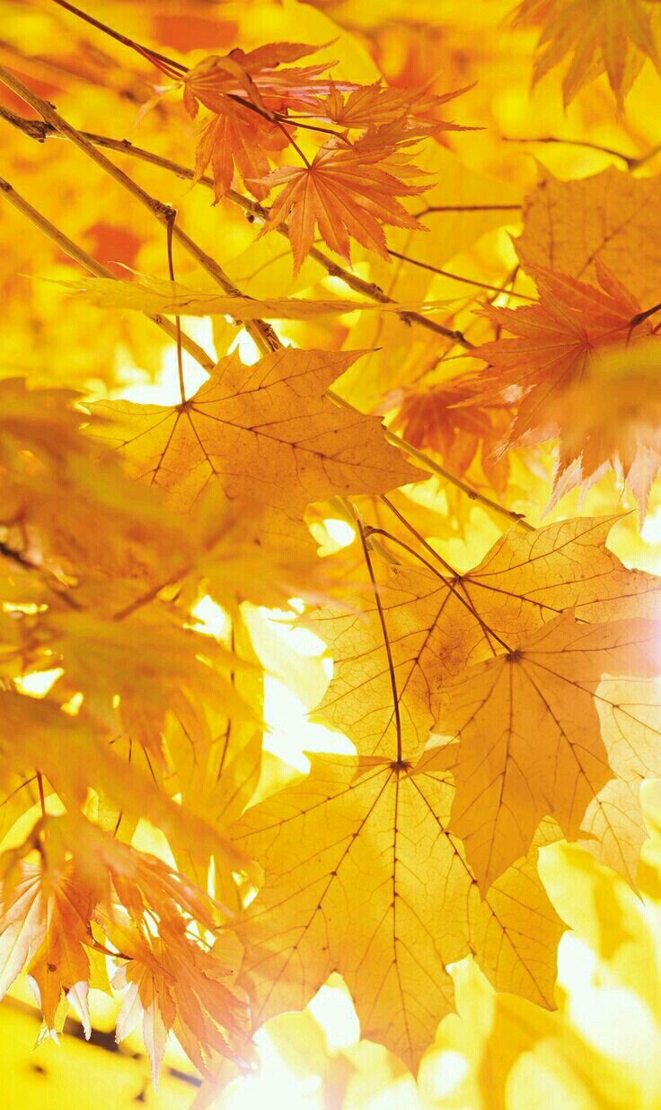 Herbstblätter im Farbenrausch