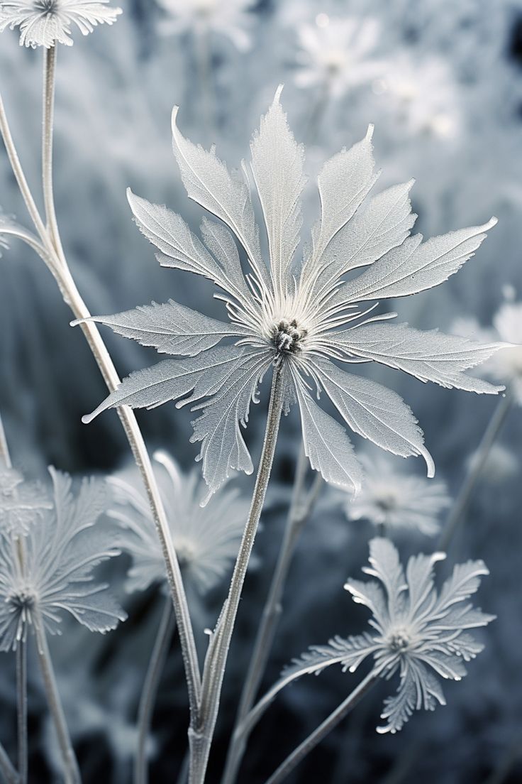 Klänge zarten Silberstaubs