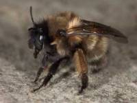 Frühlings-Pelzbiene