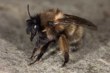 Frühlings-Pelzbiene