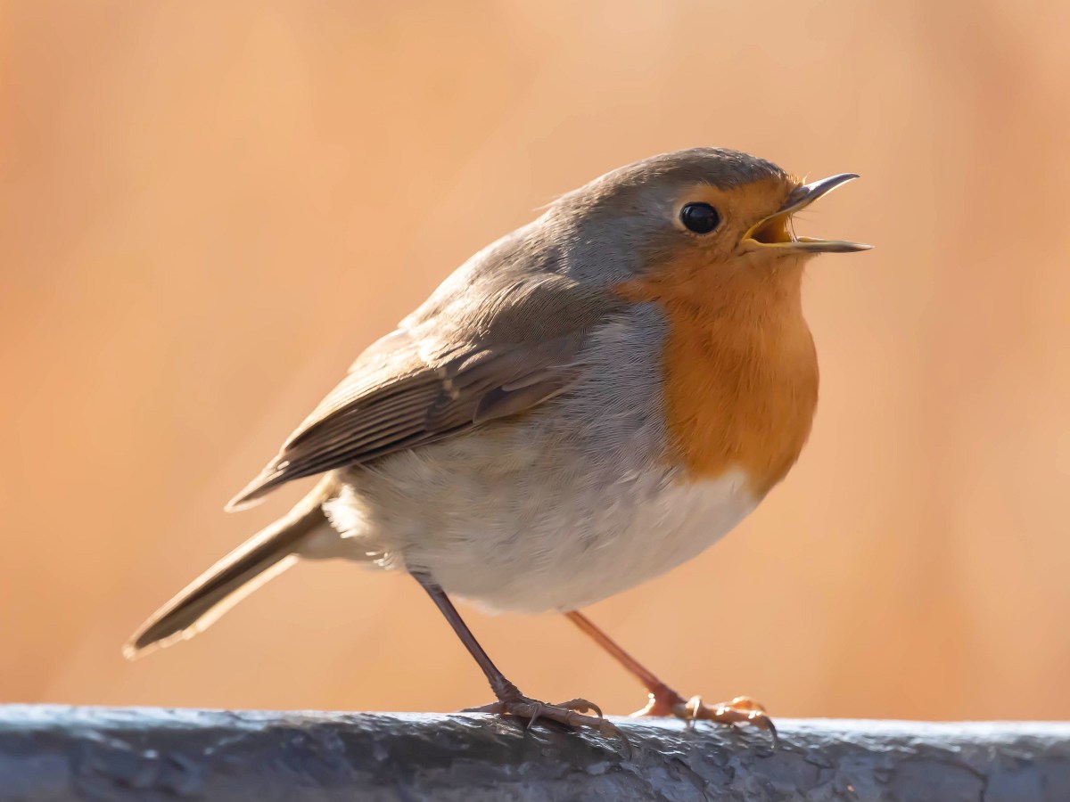 Magischer Vogelgesang